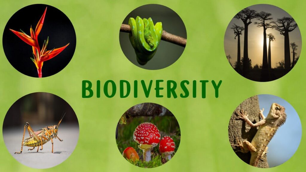 ecotone biodiversity