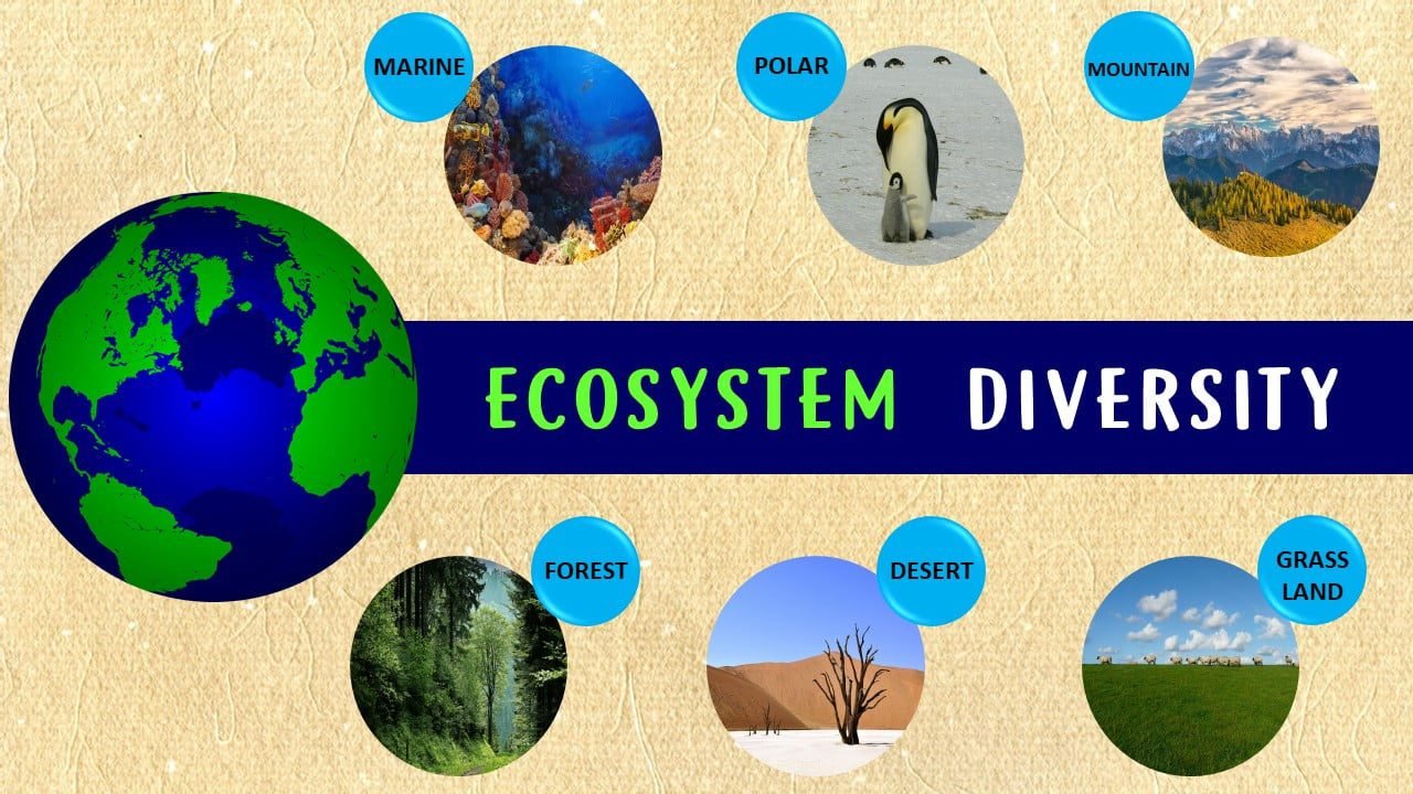 ecosystem diversity essay