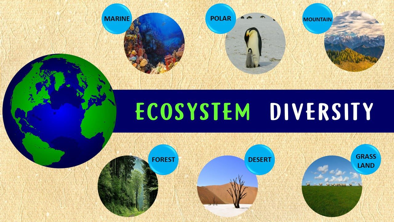 what-is-biodiversity-types-importance-and-restoring-biodiversity-ltg