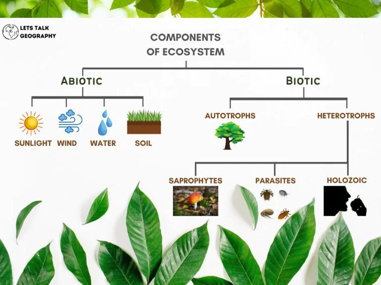 essay definition of ecosystem