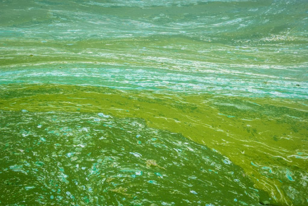 Algae bloom - water pollution