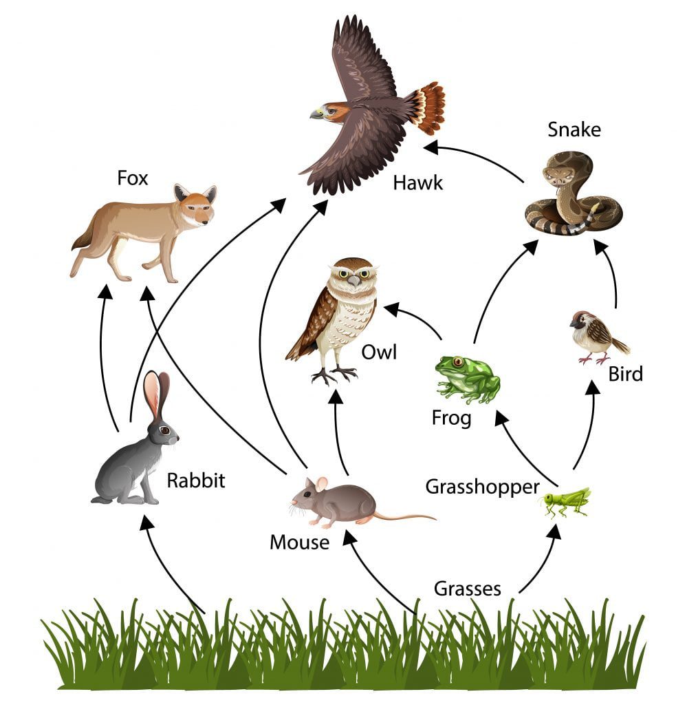 What Is Food Web Wikipedia