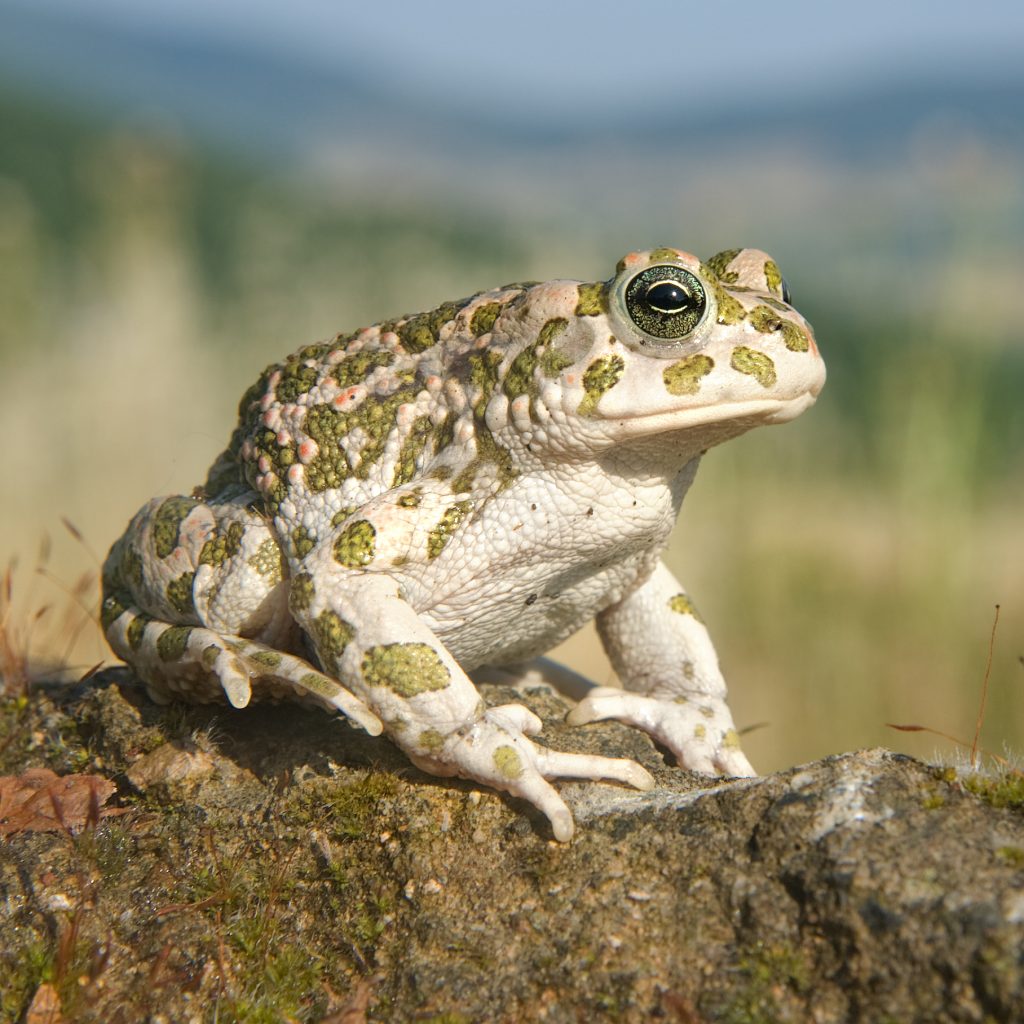 Amazonian green toad (Bufotes balearicus)