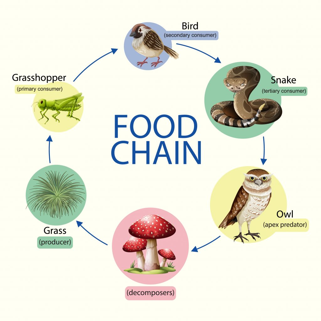 Importance Of Food Chains In The Energy Flow In The Ecosystem Let s 