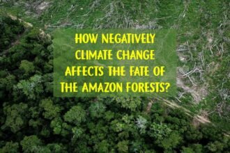 How Negatively Climate Change Affects the Fate of the Amazon Forests?