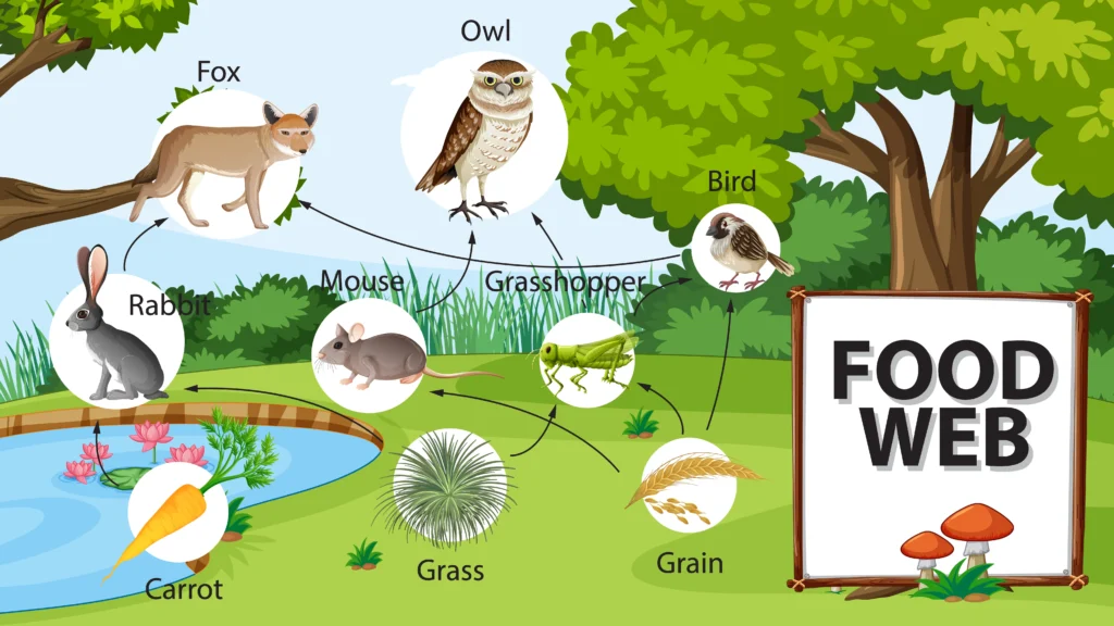 IMPORTANCE OF FOOD WEB BY LET'S TALK GEOGRAPHY