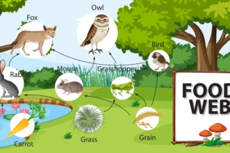 IMPORTANCE OF FOOD WEB BY LET'S TALK GEOGRAPHY