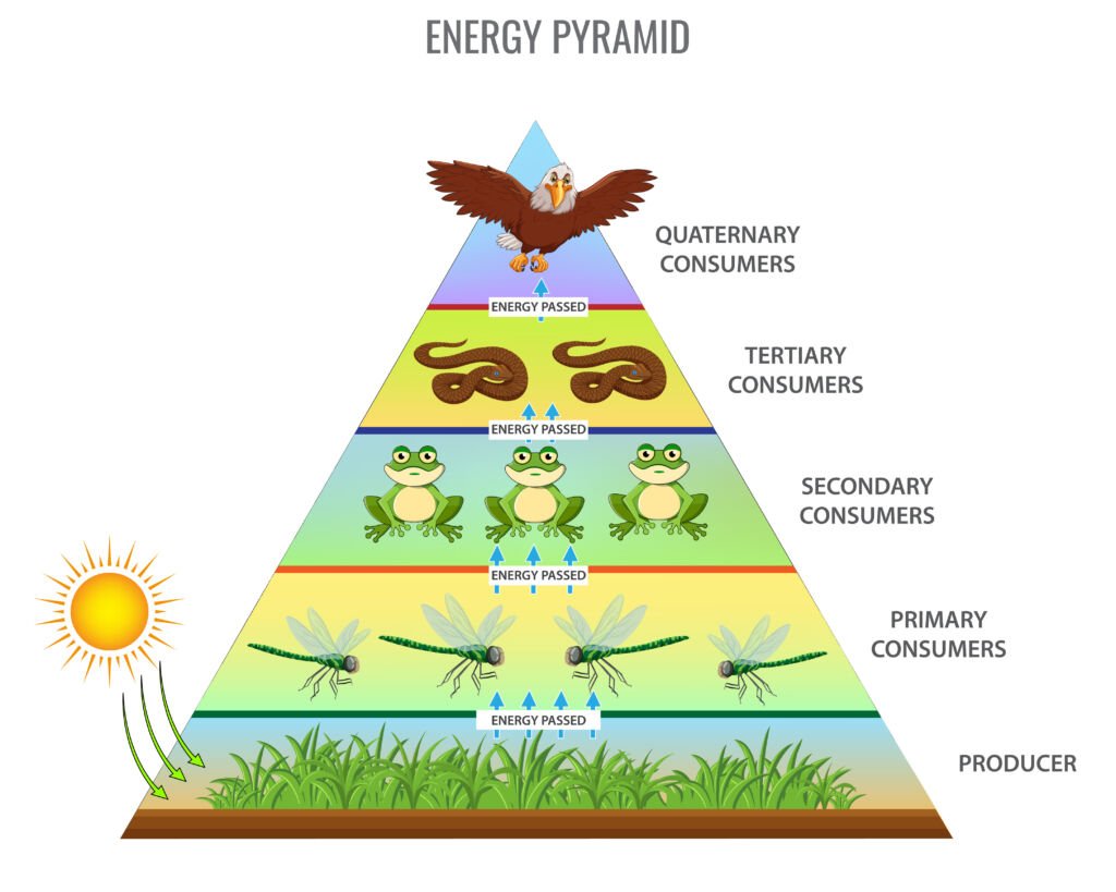 Energy pyramid Formed by Food Chain