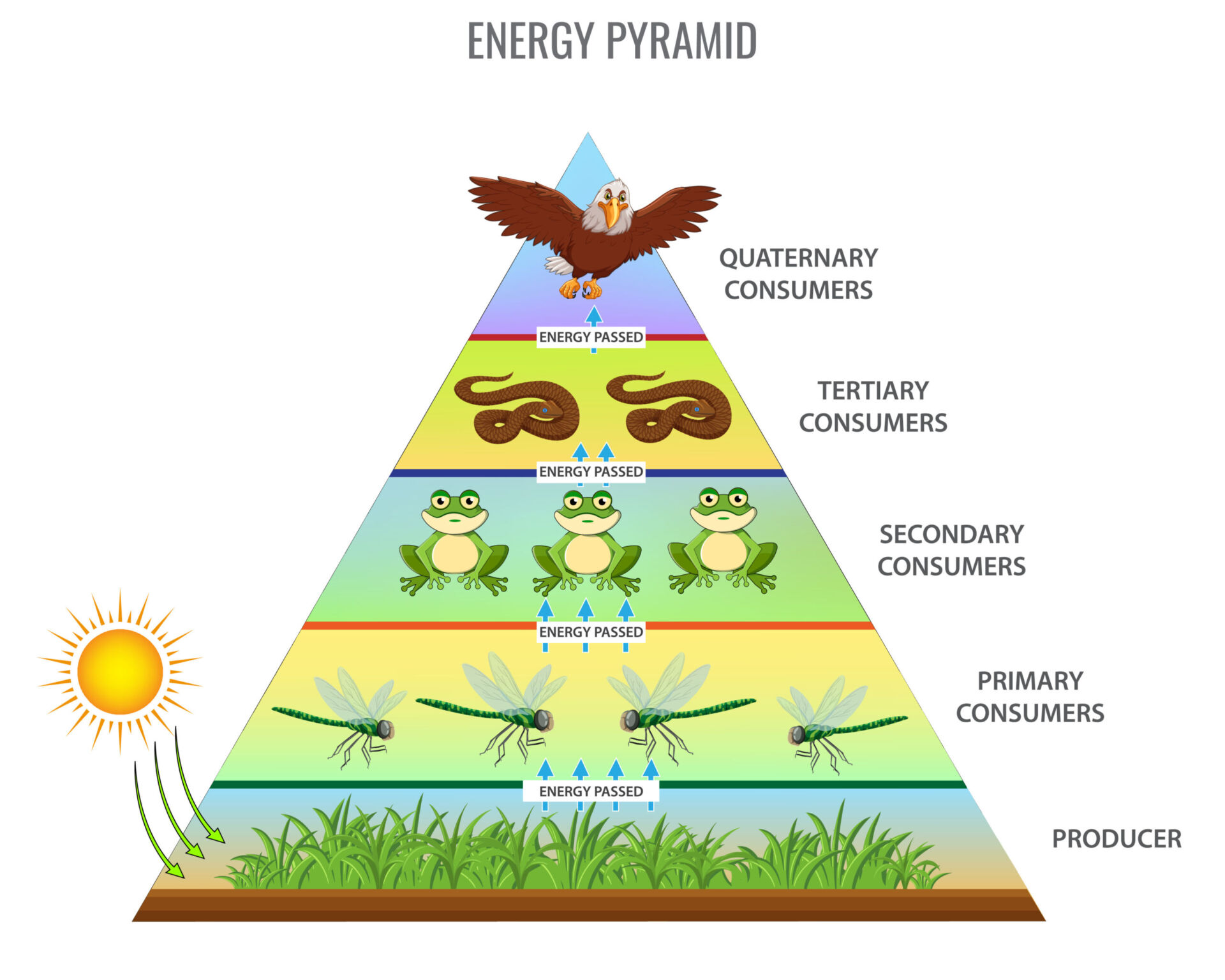 Importance Of Food Chains In The Energy Flow In The Ecosystem | Let's ...