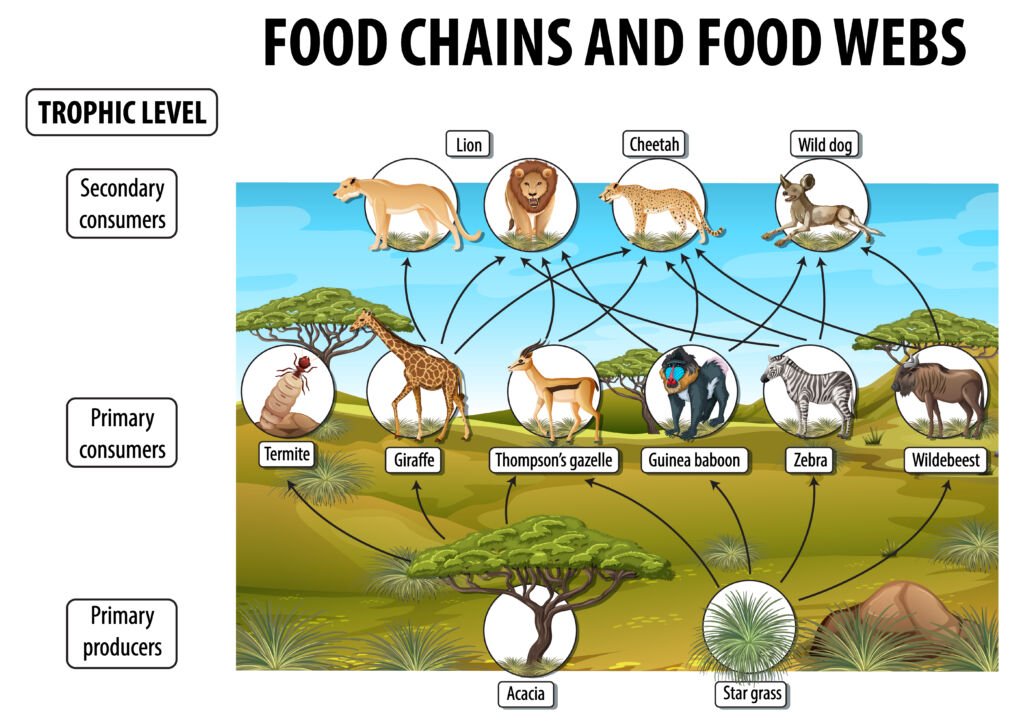 Importance of Food Chains In The Energy Flow In The Ecosystem