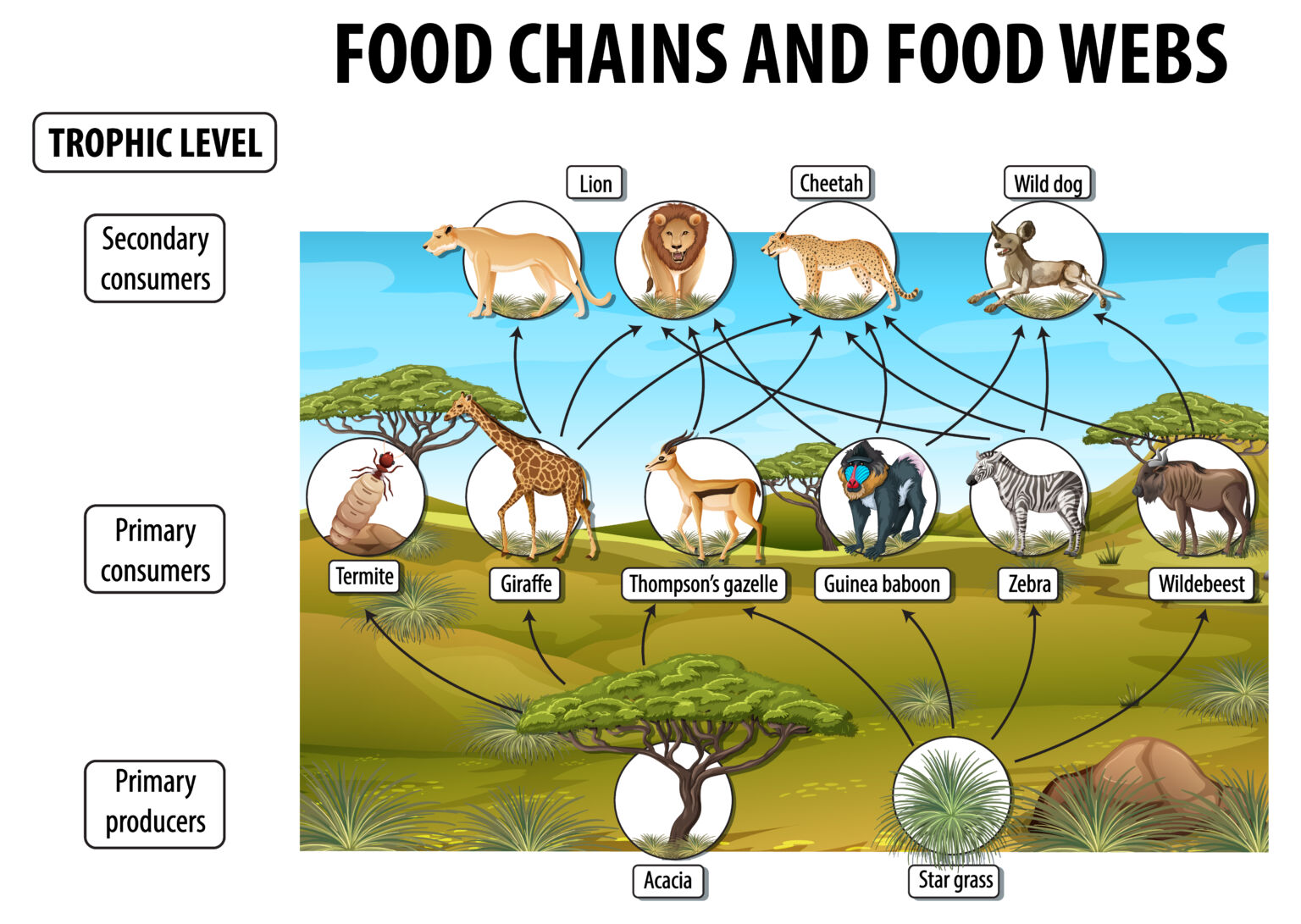 Importance Of Food Chains In The Energy Flow In The Ecosystem Biology Diagrams