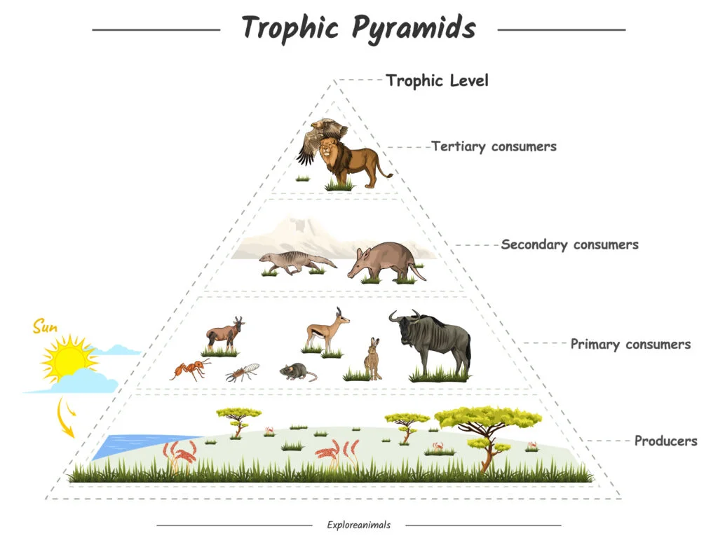 Trophic Levels of Food Chain