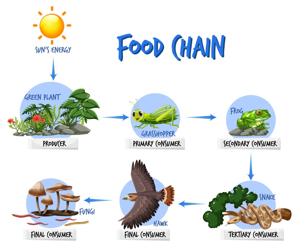 Importance of Food Chains In The Energy Flow In The Ecosystem