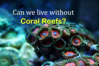 What is Coral Reef
