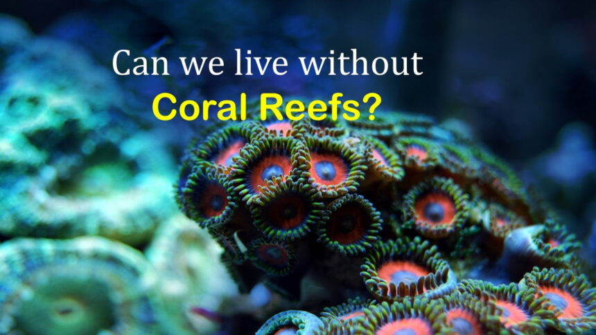 What is Coral Reef