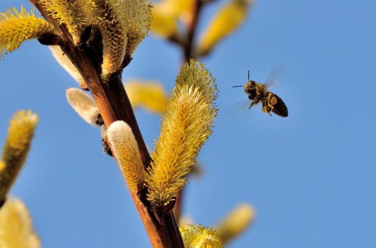 Bee approaching the pollen of a willow catkin