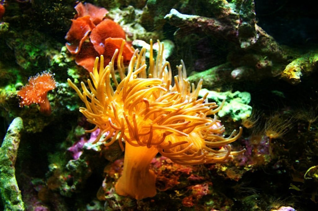 sea anemone |