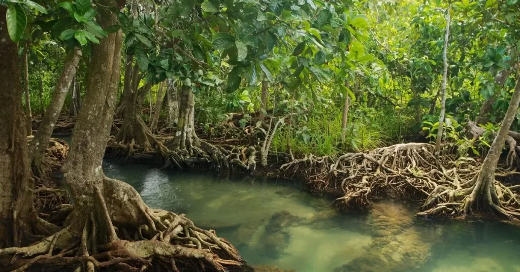 IMPACT OF CLIMATE CHANGE ON MANGROVE FORESTS