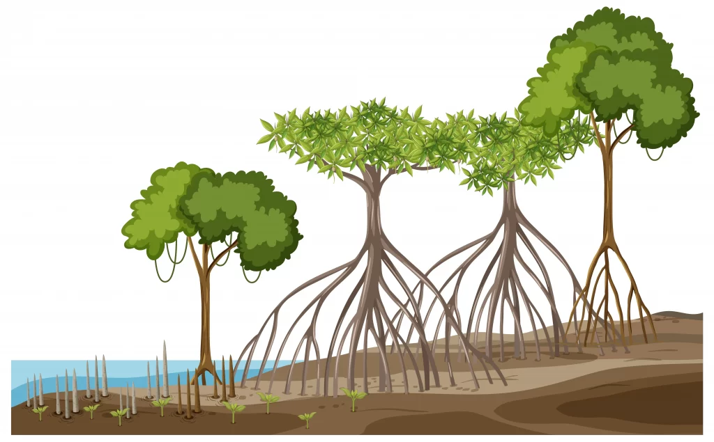 IMPACT OF CLIMATE CHANGE ON MANGROVE FORESTS