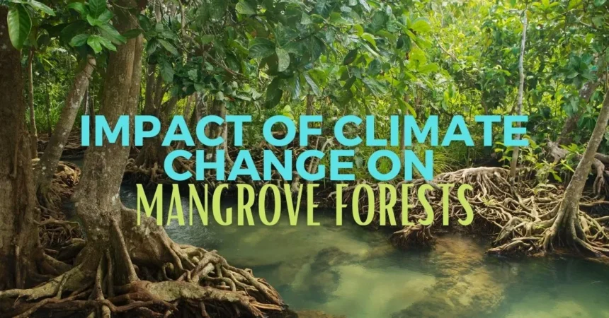 impact of climate change on mangrove forests