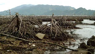 Mangrove destroyed by Tsunami