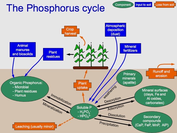 Phosphorus_Cycle