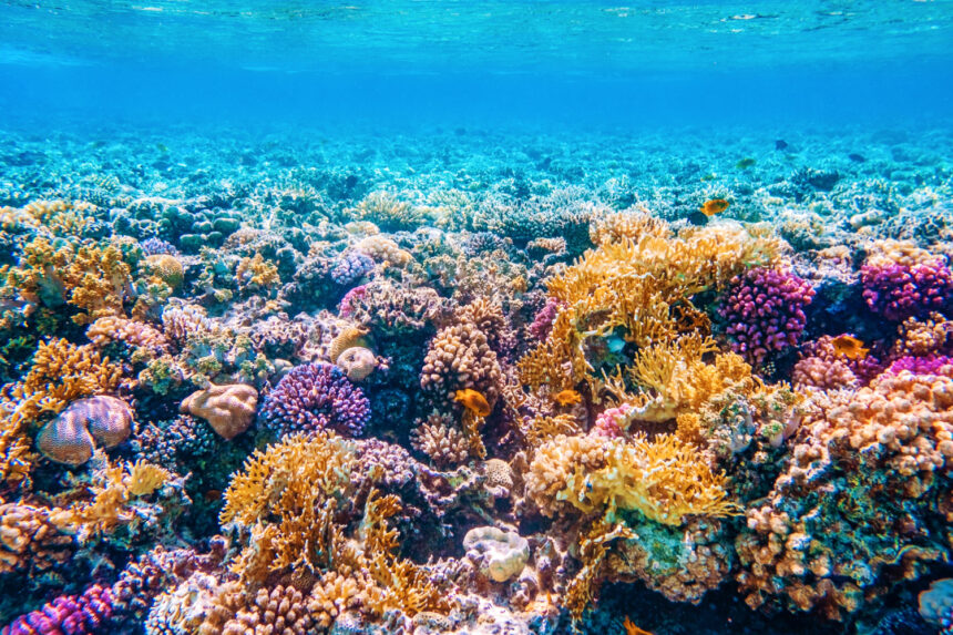 coral reefs