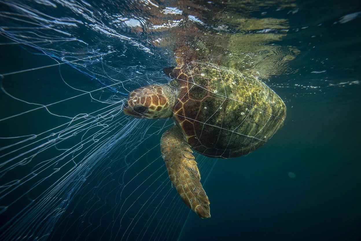 Entangled Turtle Battle Lines For The Blue: COP14 Guidelines Confront Devastating ...