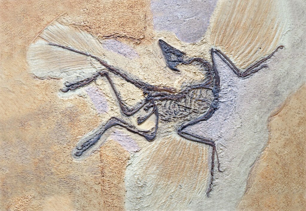 Archaeopteryx Fossils. Archaeopteryx lithographica, Sinosauropteryx is the first dinosaurto be found with a feather, living in the early Cretaceous China's Liaoning province.