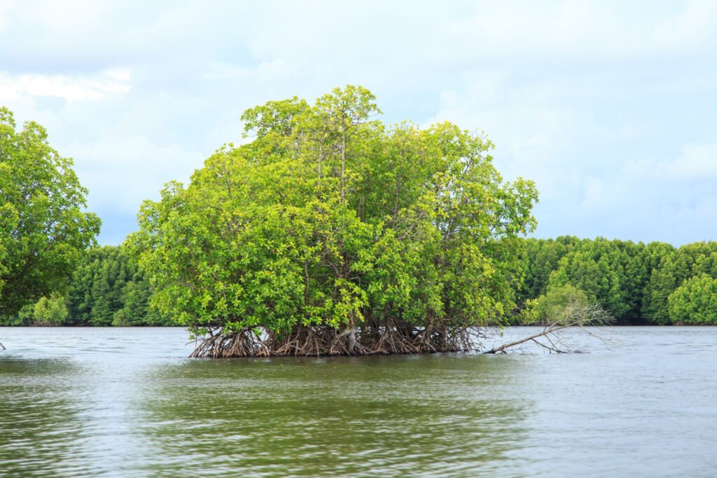 Coastal Mangroves