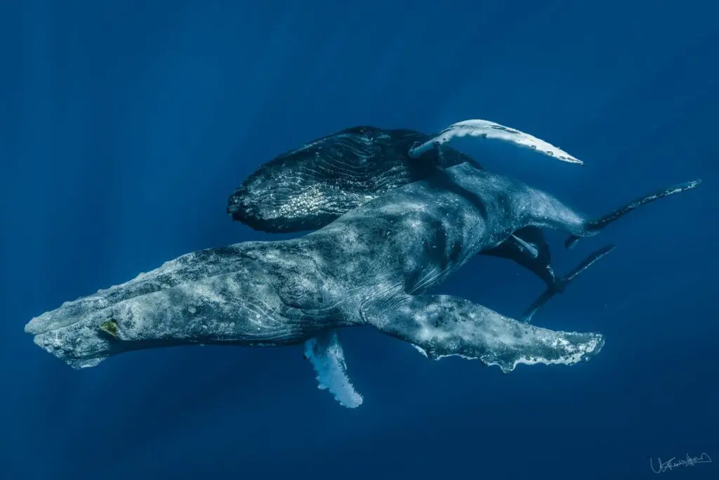HUMPBACK WHALES HOMOSEXUALITY
