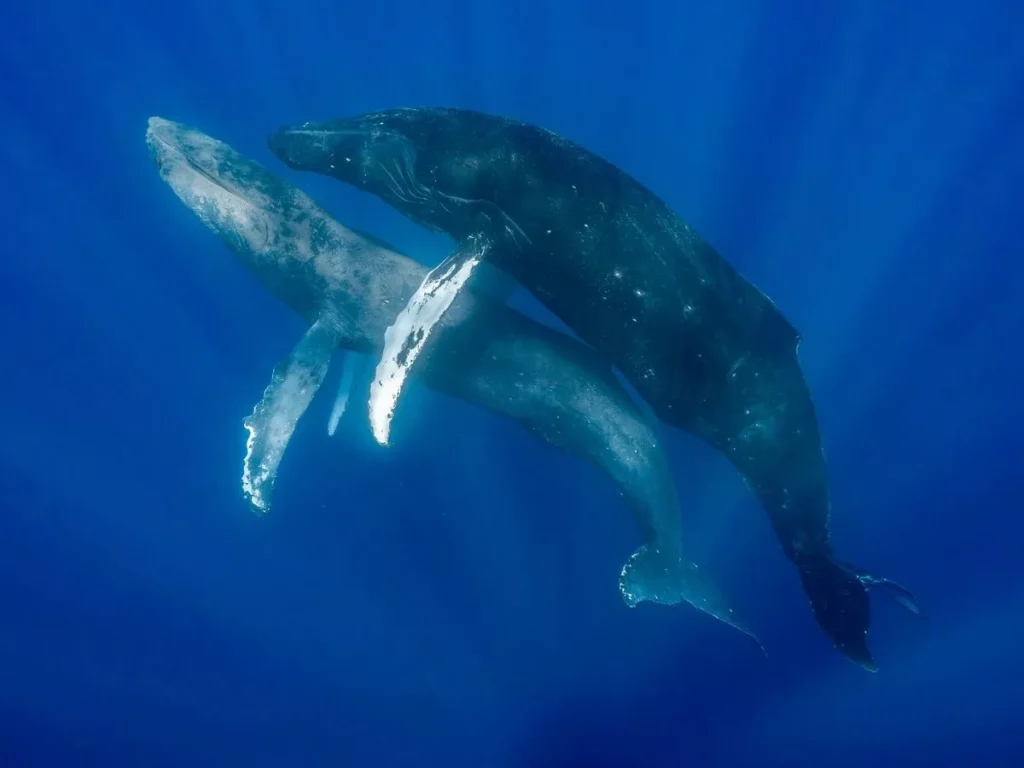 HUMPBACK WHALES HOMOSEXUALITY