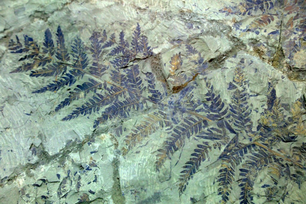 Ancient plant fossil
