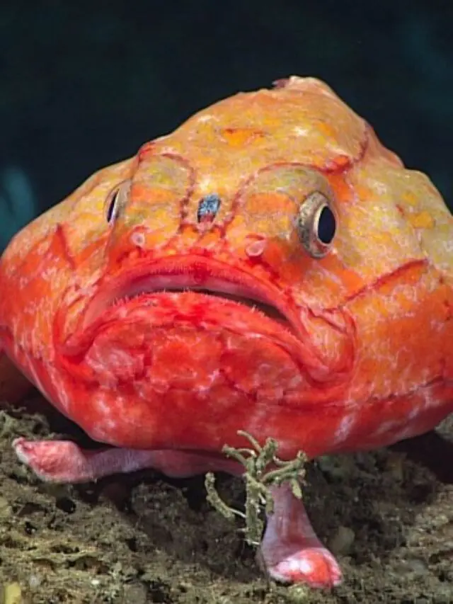 This Fish Has Legs? Wild Discoveries in the Ocean’s Deepest Depths