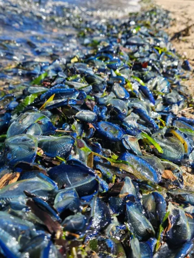 Ocean Crisis: Thousands of Dead Creatures Wash Ashore