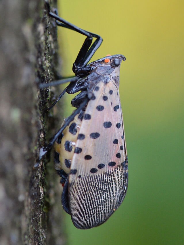 Spotted Lanternfly Invasion! Americans Urged to Fight Back