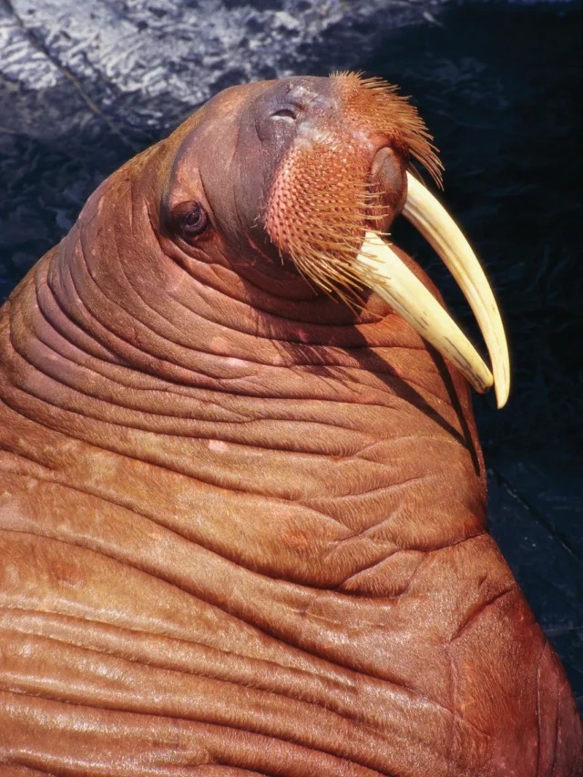 Walrus Wonderland: 7 Facts to Blow Your Mind