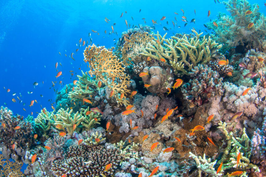 Coral Reef Food Web