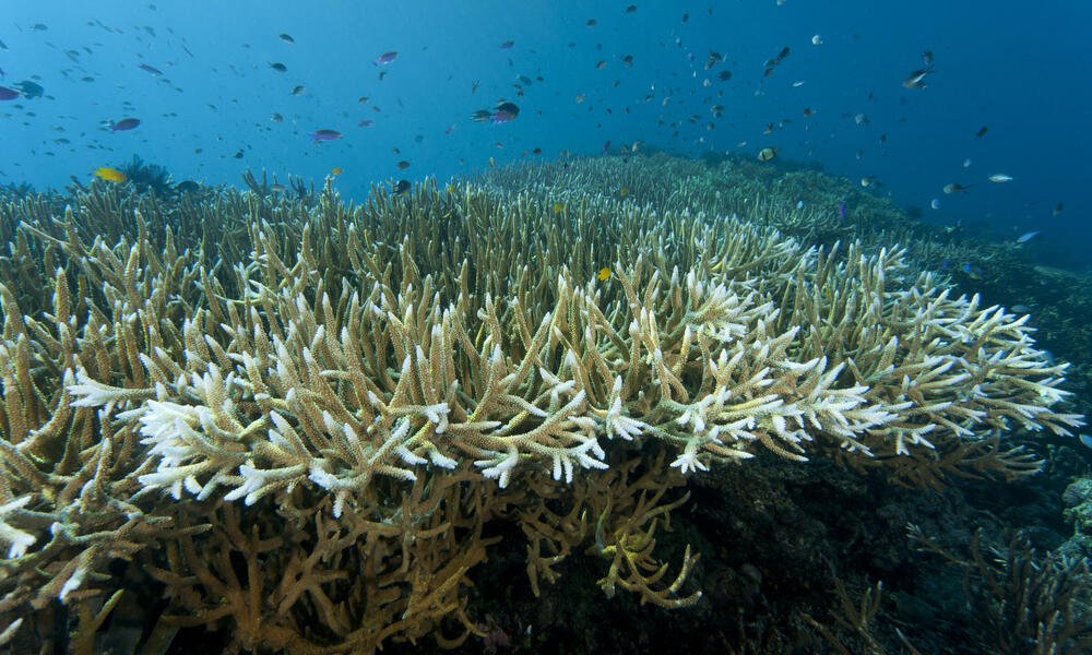 Coral Reef Food Web