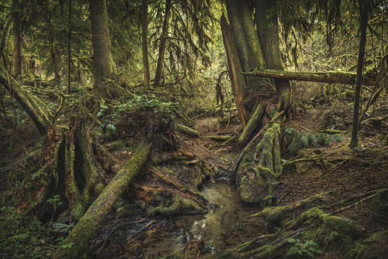 Rainforest Food Web: Brutal Or Beautiful? Explore The Jungle