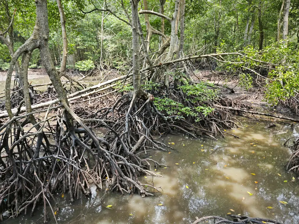 Mangrove snakes