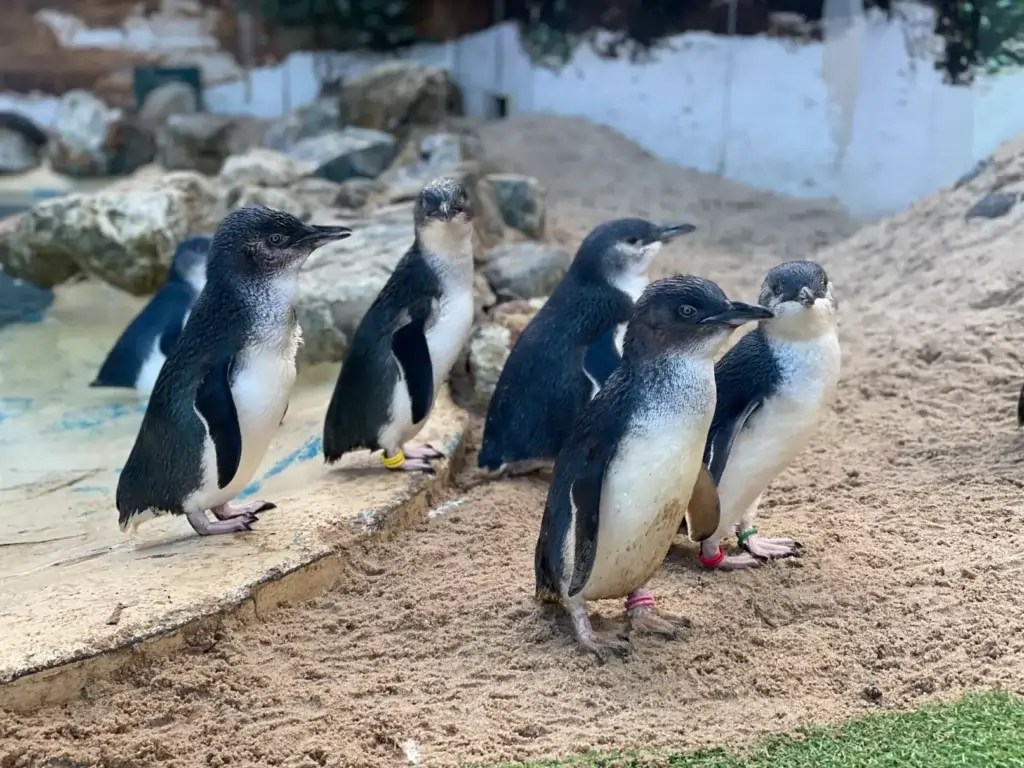 Types of penguins