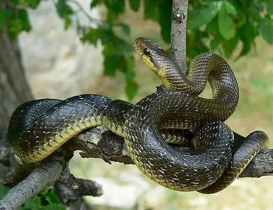 Mangrove snakes