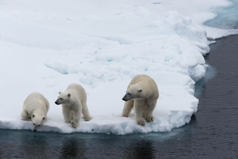 Arctic Food Web: Deadly Predators And The Surprising Secrets Of Icy ...