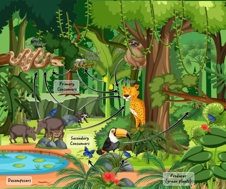 Rainforest Food Web