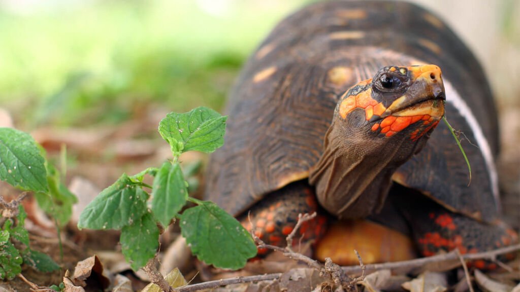 Red-footed Tortoise