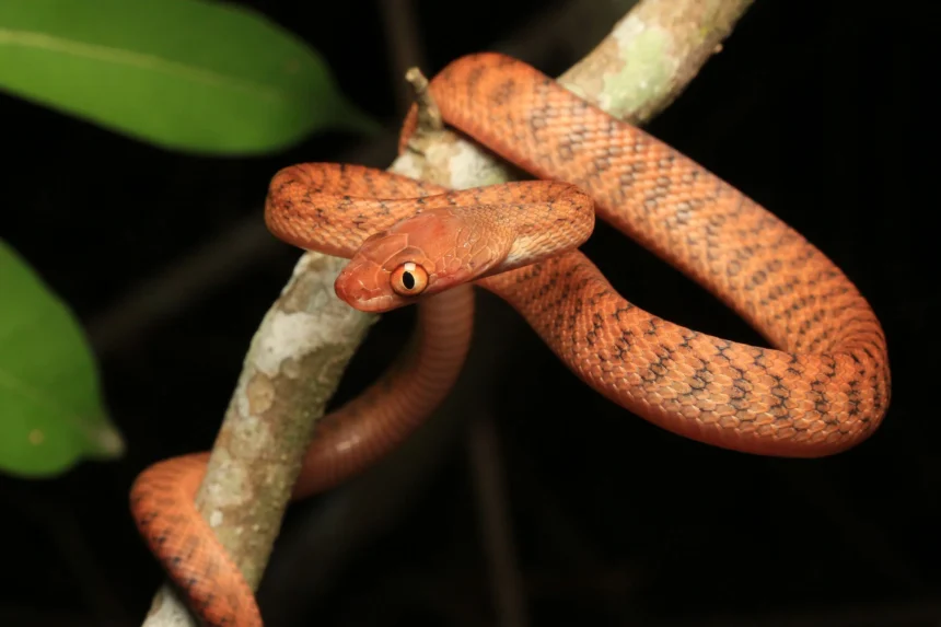 Mangrove snakes