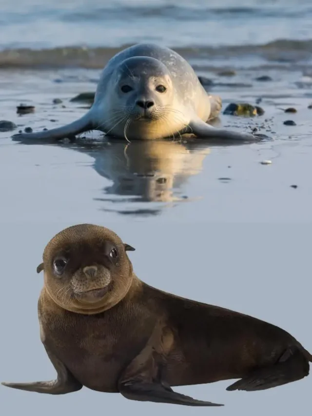 Difference Between Seals and Sea Lions | Let's Talk Geography