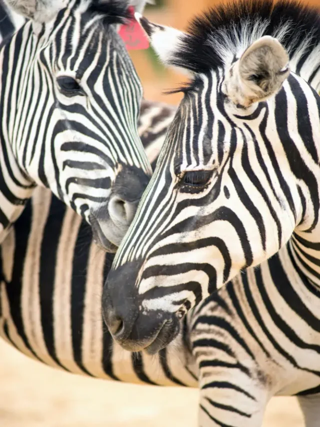 Look Beyond the Stripes: 8 Lesser-Known Zebra Facts