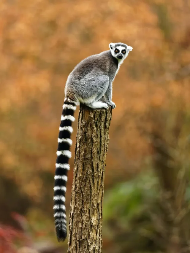 Lemurs: Madagascar’s Unique Treasures in Peril